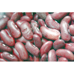 HARICOT ROUGE 25KG