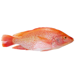 TILAPIA ROUGE V/E 600/900G...