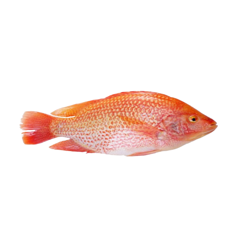 TILAPIA ROUGE V/E 600/900G VN 4KG