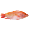 TILAPIA ROUGE V/E 600/900G VN 4KG