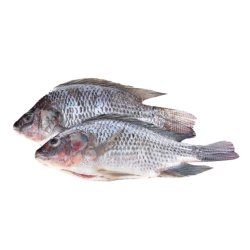 TILAPIA V/E 800G+ CHINE 4KG