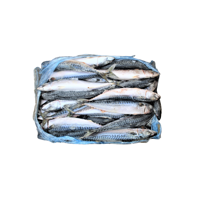 MAQUEREAU ENT 400-600G 20KG