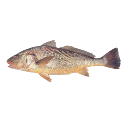 COURBINE SEN G/V 400/600G 5KG