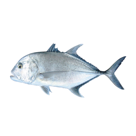 CARANGUE/TREVALLY ENT NZ 1/2KG 20KG