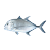 CARANGUE/TREVALLY ENT NZ 1/2KG 20KG