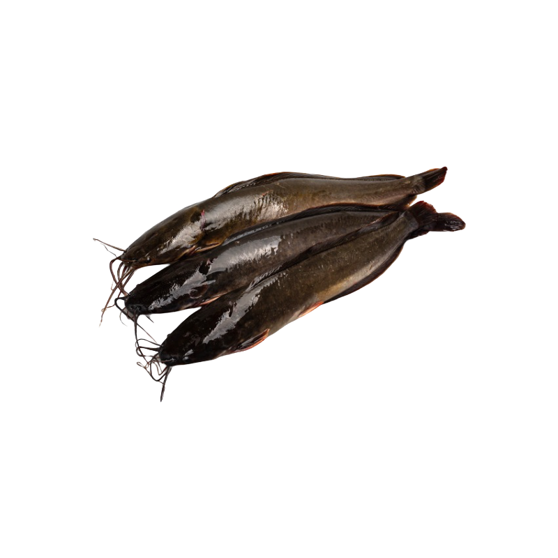 SILURE 500-800G - 4KG