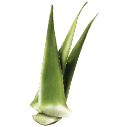 ALOE VERA 12KG