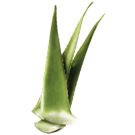 ALOE VERA 12KG