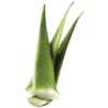 ALOE VERA 12KG