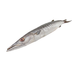 BARRACUDA ENT 500/1000G 10KG