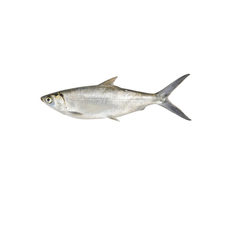 MILKFISH ENT IND 500/800G 4KG