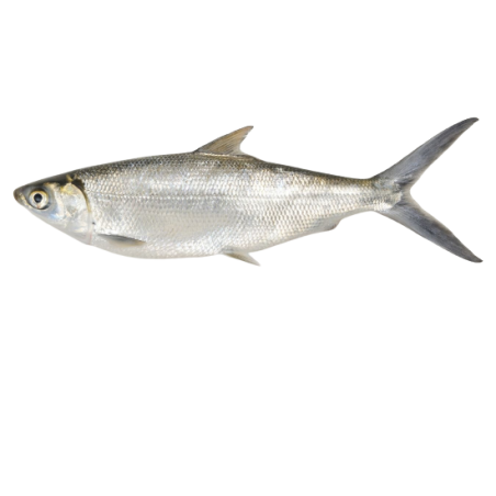 MILKFISH ENT IND 500/800G 4KG