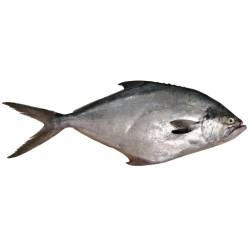 PAMPANO YAWAI PALOMETA ENT URU 20KG