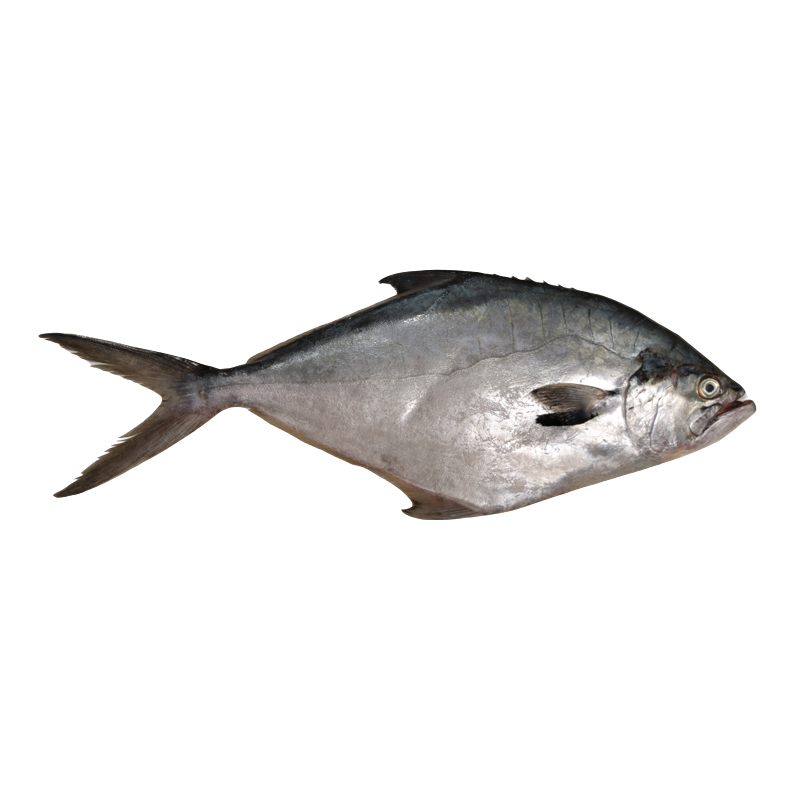 PAMPANO YAWAI PALOMETA ENT URU 20KG