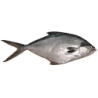 PAMPANO YAWAI PALOMETA ENT URU 20KG