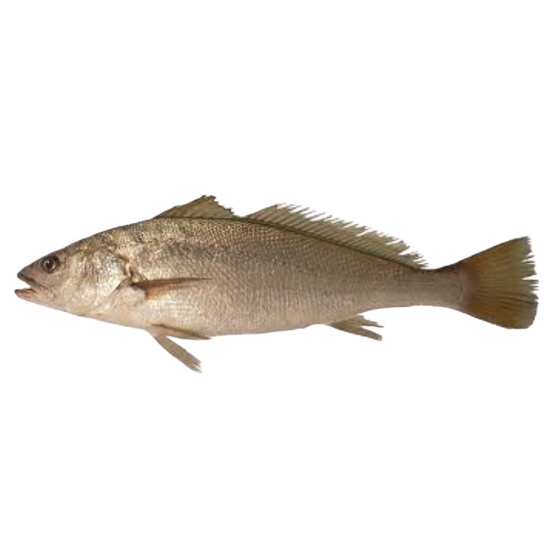 Poissons et Crustacés Nature (3)