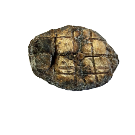 DARNES DE THON FUMEES 3 KG
