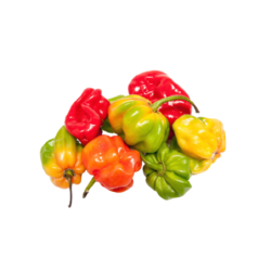 PIMENT HOLLANDE 4KG