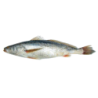 CAPITAINE SEN ENT. 200-300G 10K