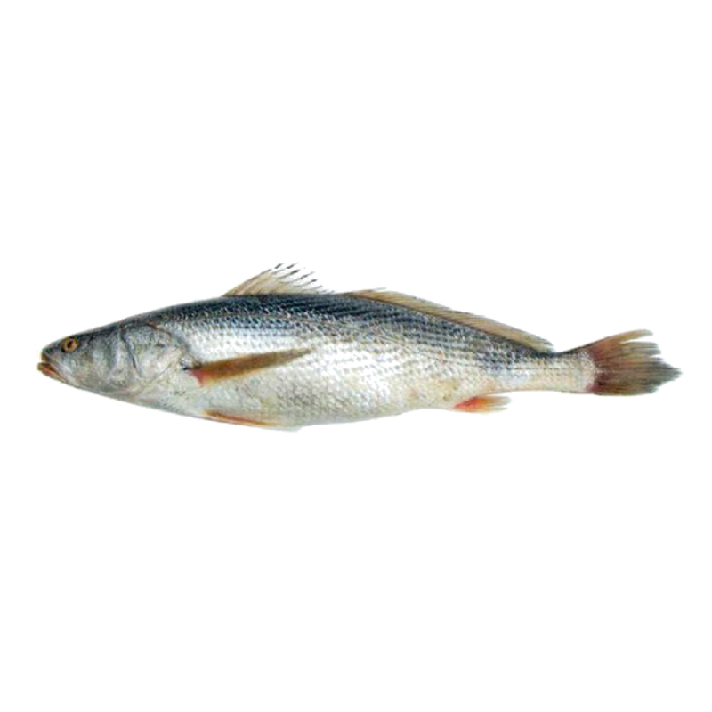 CAPITAINE SENEGAL V/E 600/800 10KG