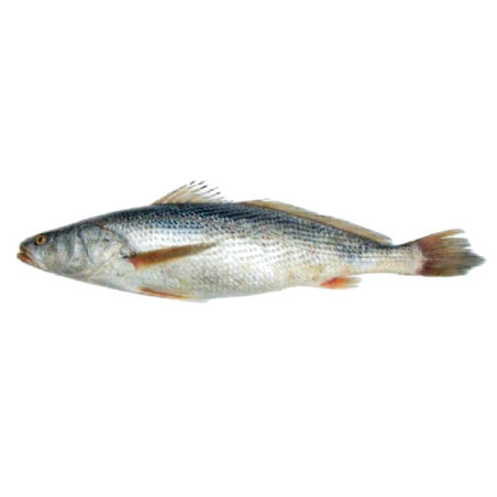 CAPITAINE SENEGAL V/E 600/800 10KG