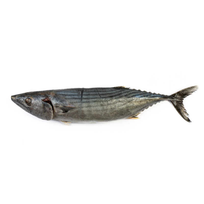 THON BONITE ENT 1.5/2.5KG 21KG