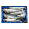THON BONITE ENT 1.5/2.5KG 21KG