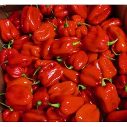 PIMENT ESPAGNE 2KG