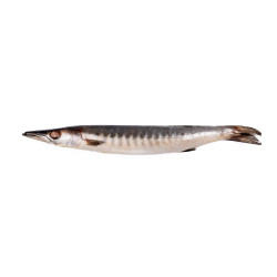 BARRACUDA ENT 500-1000 10KG