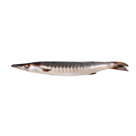 BARRACUDA ENT 500-1000 10KG