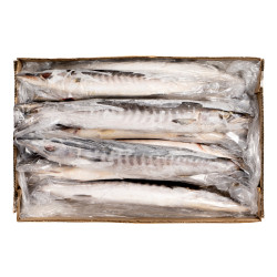 BARRACUDA ENT 500-1000 10KG