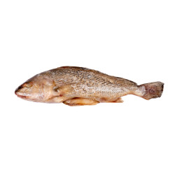 CORVINA G&V 800+ 2X3KG 6KG