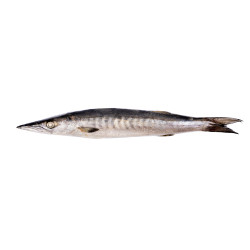 BARRACUDA ENT 1/2KG 10KG