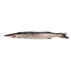 BARRACUDA ENT 300/500GR...