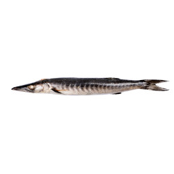 BARRACUDA ENT 500/1000G 10KG