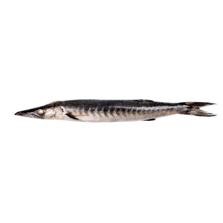 BARRACUDA ENT 500/1000G 10KG