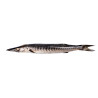 BARRACUDA ENT 500/1000G 10KG