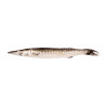 BARRACUDA 500/1000 10KG