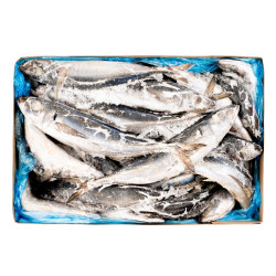 CHINCHARD ENT 500/900G 20KG