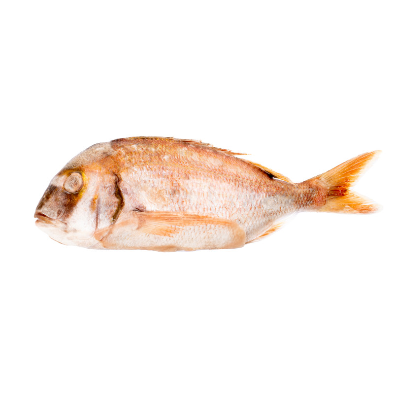 DORADE ROSE G/V 1000+ 10KG