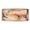 DORADE ROSE G/V 1000+ 10KG
