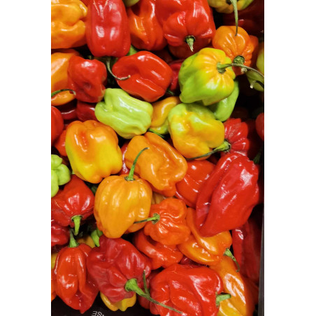 PIMENT HONDURAS 3.5KG