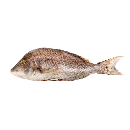 CAPI EMPEREUR V/E 1KG/2KG INDE 10KG