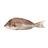 CAPI EMPEREUR V/E 1KG/2KG INDE 10KG