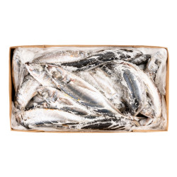 CHINCHARD ENT 500/900 CHILE 10KG