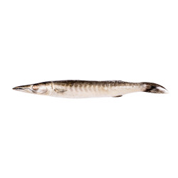 BARRACUDA 500+ 20KG