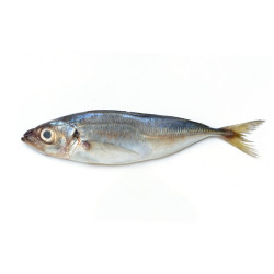 CHINCHARD ENT 500/900G 20KG