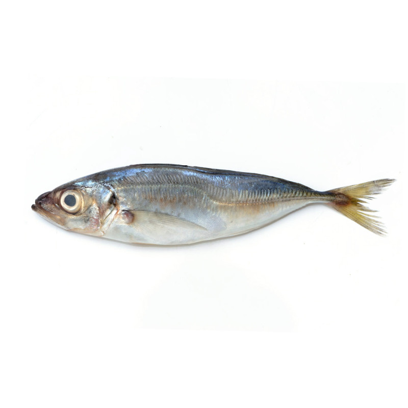 CHINCHARD ENT 500/900G 20KG