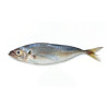CHINCHARD ENT 500/900G 20KG