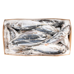 CHINCHARD G/V 500/900 10KG